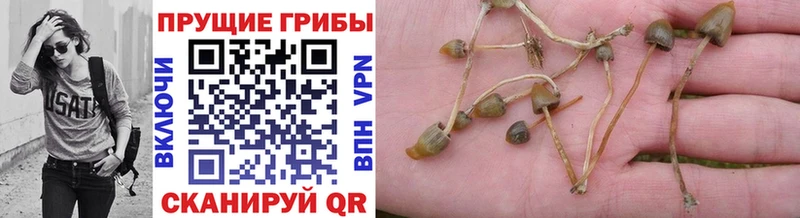 гидра ССЫЛКА  Севск  Псилоцибиновые грибы Magic Shrooms  где купить наркоту 